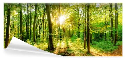 decomonkey Papier Peint Panoramique Revetement Panoramique Mural 550x250 cm | Foret, Décoration murale, Tapisserie pour chambre salon, Des arbres paysage forêt feuilles nature paysage