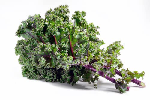 Vegetable Plants - Kale 'Red Russian' - 3 x Large Plants in 9cm Pots - Kale Plants - Kale - Garden Ready + Ready to Plant - Premium Quality Veg