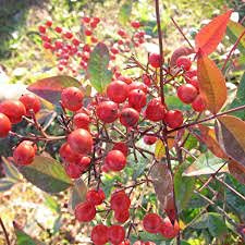 Huifang Semillas de árboles de pistache
