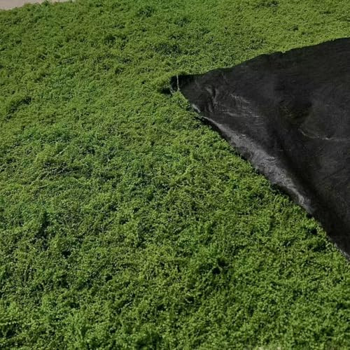 AQCQDQ Esterillas de musgo para decoración, musgo plano para imágenes de musgo y paredes de musgo, musgo artificial para decorar, musgo falso para decoración, musgo para manualidades, musgo para