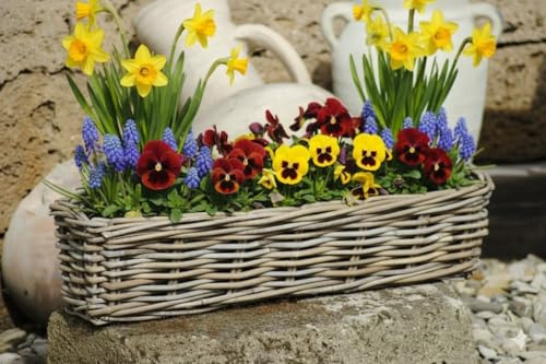 GartenGees Weidenkorb,Blumenkasten,sehr stabil,bepflanzbar,naturbelassen,Zwei Größen (60cm)
