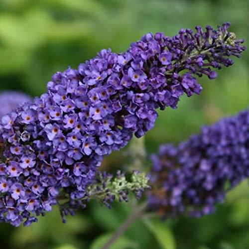 Buddleja Davidii Empire Blue - Arbusto de mariposa (40-60 cm), color azul
