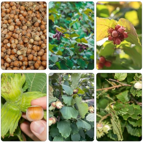 nocciola bonsái interni semi di balcone con letti alti selvatici giardino del balcone giardino resistente all'aria 15pcs