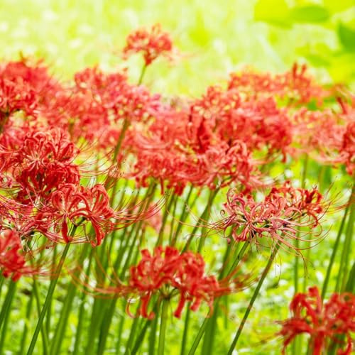 Lirio araña - Lycoris radiata jardín de decoración de 3bulbos