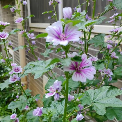 semi di malva perenne resistente da giardino, d'appartamento di malva per luoghi soleggiati, primaverili Decorazione da giardino per esterno, 600pcs