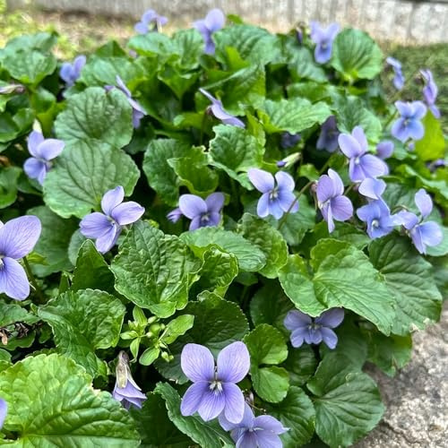 semillas violetas fragantes - Viola odorata - interior balcón de jardín interior decoración balcones decoraciones jardín exteriores 200pcs