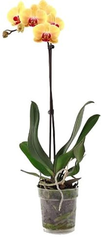 Orquídea Mariposa Natural Planta de Interior con Variedad de Colores