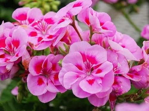 100 graines de fleurs de pélargonium rose