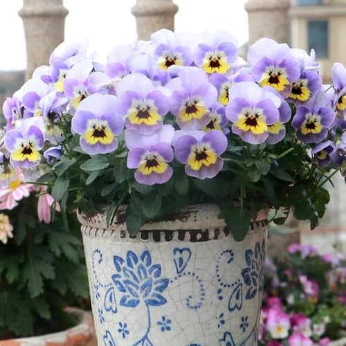 semillas de pensamiento resistentes - balcón primavera elevados exóticas 20pcs
