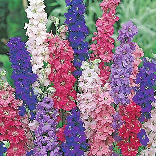 Approx 700 Seeds of Flower Larkspur Giant Imperial Mix Annual Delphinium Consolida