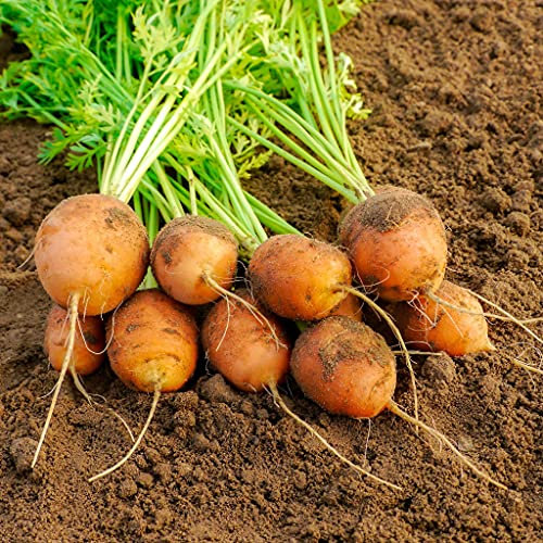 Lotto di 500 semi di carota Mercado de Paris 3 - Ideale per l'aperitivo - Facile da coltivare in scatole di vetro, terrazze e balconi - Semi di carota 100% francese - Semi di verdure di qualità