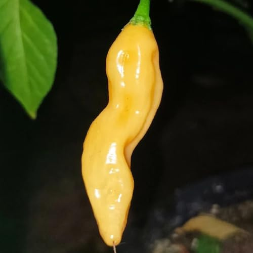 Semillas de chile habanero, balcón resistentes, jardín de balcón, 120pcs