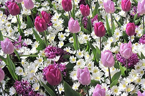 100 X Tulipani, Anemone, Giacinti - Tulipa, Anemone, Hyacinthus - Bulbi Di Alta Qualità (100)