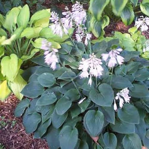 12 unidades o 1 m² Hosta 'Blue Cadet' Maceta 9x9 cm