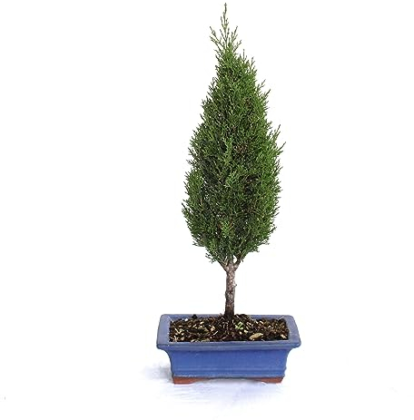 KENTIS - Bonsai Cupressus Sempervirens - Bonsai Cipresso - Piante Vere da Esterno - Vaso in Ceramica - H 40-45 cm Vaso Ø 19 cm