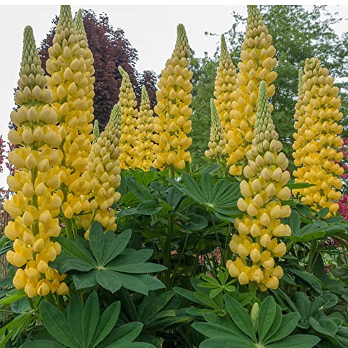 lupinen - balkon hochbeete für garten indoor winterhart seltene stauden 800samen