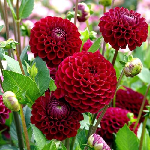 semillas dalia reales cortadas perennes de resistente de verano decoraciones jardín para exteriores medicinales 400pcs