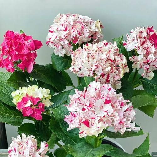 Hortensien - indoor alte sorten bodendecker stauden kletterpflanzen gartendeko für draußen gewächshaus balkon schnittblumen hochbeet dekoration wohnzimmer outdoor rankpflanzen 350samen