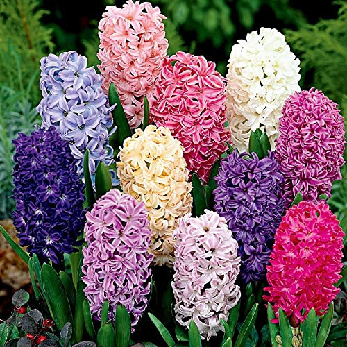 10 x Hyacinthus Mixed – Spring Flowering Bulbs – Unique Exotic Blooms – Perennial – Long-Lasting as Cut Flowers – for Your Beautiful Garden