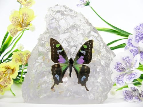 In Kunstharz gegossene Schmetterlinge, Insekten, Skorpione und mehr. Briefbeschwerer, Icemountain, nicht scharfkantig (Schmetterling 34)