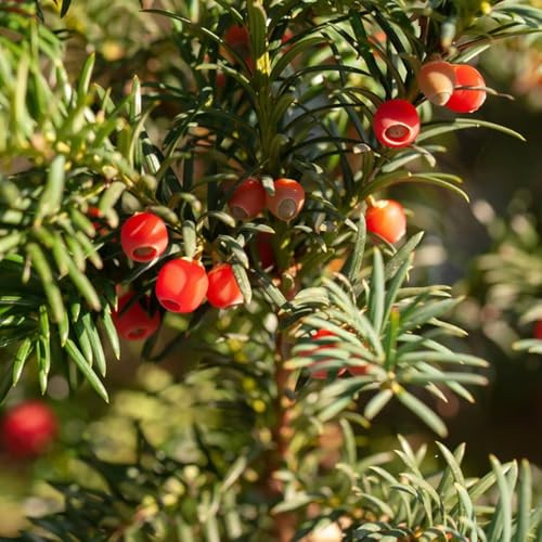 Semi di tasso Taxus baccata, vecchie varietà, biologici semi di tasso, resistenti autunnali arbusti 350pcs