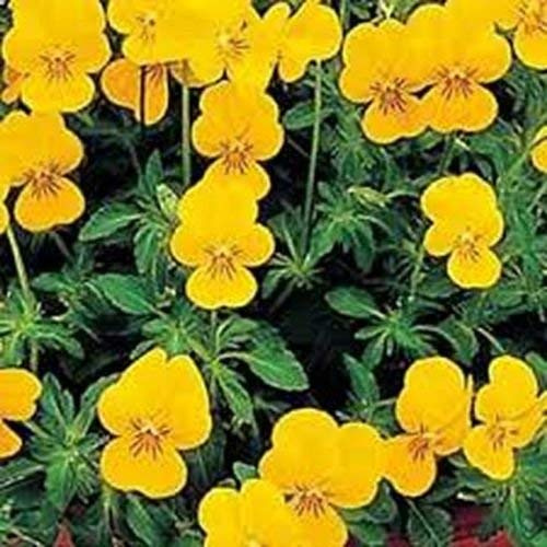 Viola- Cornuta-gialle perfezione- 50 Semi:Semi