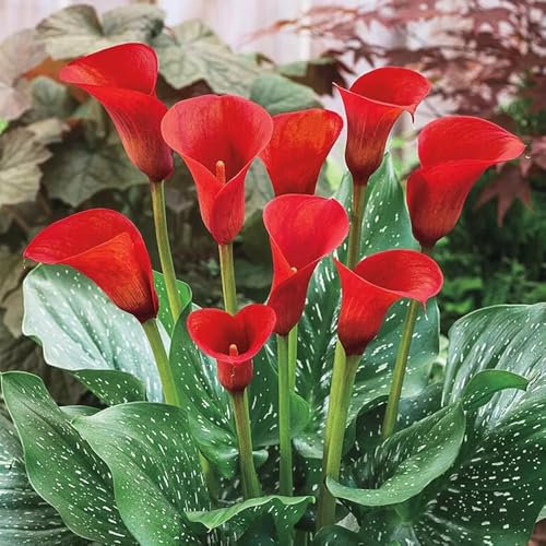 1 x Zantedeschia Red – Bold & Beautiful Red Blooms – Summer Flowering Bulb – Perennial – Creates Dramatic Focal Point – for Your Beautiful Garden