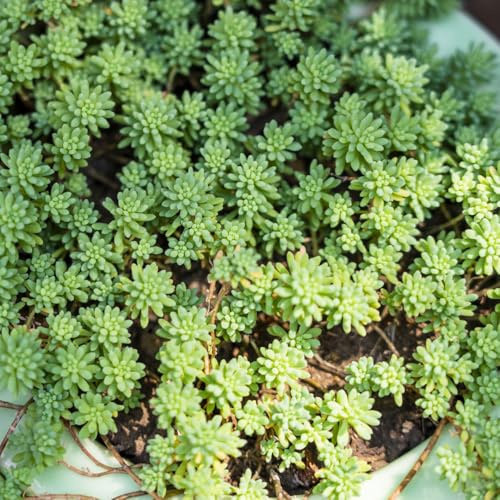 semillas de sedum, jardín resistentes balcón de invernadero variedades antiguas 220pcs