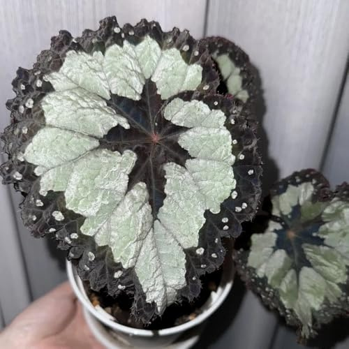 begonie semi di perenni di primavera reali serrature balcone semi selvaggio tagliato selvaggio, semina autunno 50pcs