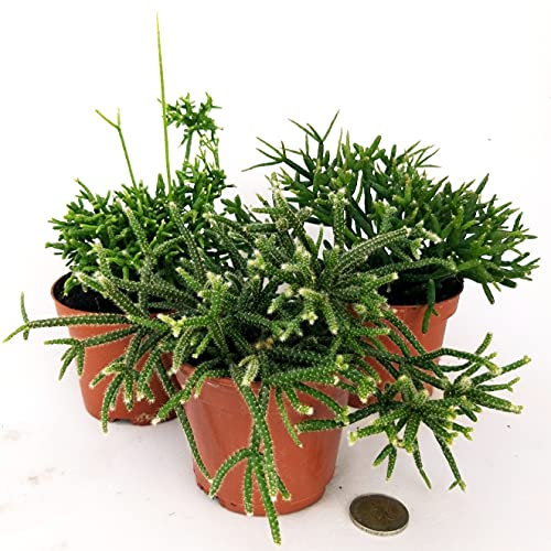 POWERS TO FLOWERS - RHIPSALIS TRIS IN VASO 9 CM, piante vere