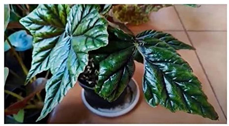 Pezzi - 10x Begonia Incarnata Cespuglio Giardino Piante - Seme ID336 - Seeds & Plants Shop by Ipsa