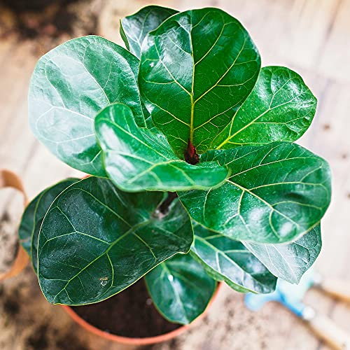 Ficus Bambino | 30-40cm Potted Fiddle-Leaf Fig for Sale | Best Indoor Plants