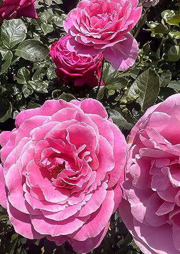 'Olivia' - Rich Pink Scented Hybrid Tea Rose - Potted Rose