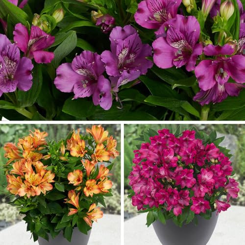 YouGarden Alstroemeria Summer Collection 3 x Jumbo Plugs Ready to Plant Out Now