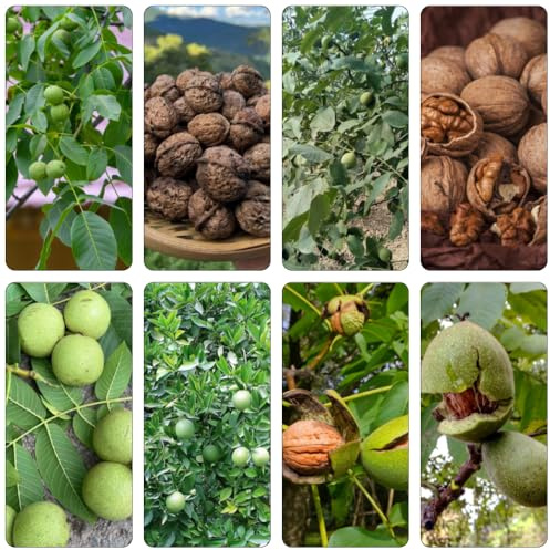 walnussbaum walnusskerne - pflanztöpfe winterharte kübelpflanzen nüsse kräutersamen gemüsesamen kräuterpflanzen gartenkräuter wintergemüse balkonpflanzen kräutergarten balkon deko 9samen
