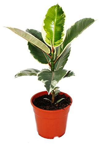 Ficus Elastica Variegata Color Verde y Blanco Planta Natural