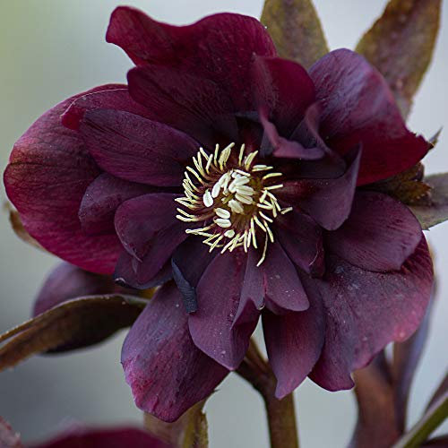 YouGarden Hellebore 'Double Waterlily', 1 x 9cm Pot, Hardy Evergreen Perennial, Ready to Plant