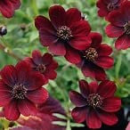 Cosmos astrosanguineus Cosmos 'Chocamocha' 3 x Plug Plants, Perennial Garden Plant by park farm plants