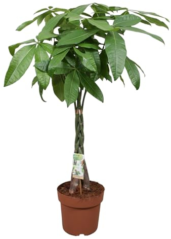 Trendyplants - Pachira Aquatica - Geldbaum - Zimmerpflanze - Höhe 110-130 cm - Topfgröße Ø24cm