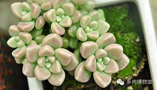 I nuovi 200 pc Echeveria Purpusorum semi di piante suculente per il giardinaggio Bella Verde chiaro