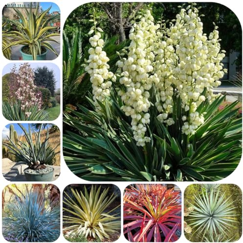 semi di yucca filamentosa, semi luoghi soleggiati perenni resistenti e perenni arbusti per il giardino vecchie varietà da esterno resistenti all'esterno 100pcs