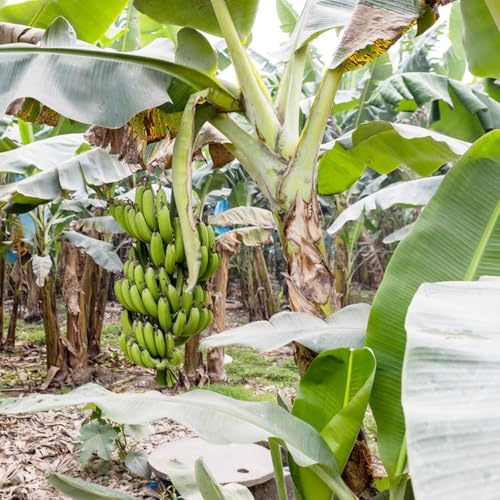 10 piezas semillas resistentes de la de banano - plátano resistente, semillas techos verdes, banano jardín fresca