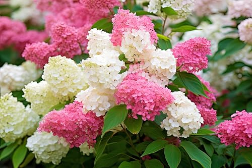 Rispenhortensie Vanille-Fraise 30-40 cm im Topf | Hydrangea paniculata | winterhart & schnittverträglich | Blühende Gartenpflanze weiß-rosa | sofort pflanzbar