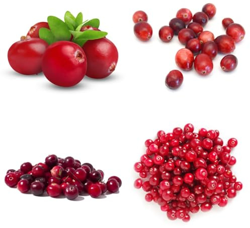 semi di mirtillo rosso, Macrocarpon vaccinico - Gli da nani sono resistenti esotici verdi Le perenni 200pcs