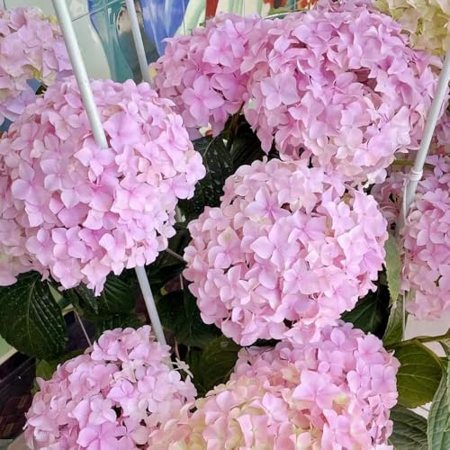 semillas hortensia jardín de resistentes de jardin balcon resistentes semillas interior exóticas 35pcs