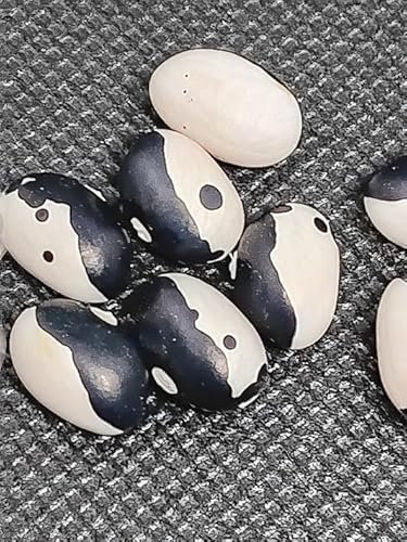 SEMI FAGIOLI YIN YANG (FAGIOLO ORCA)