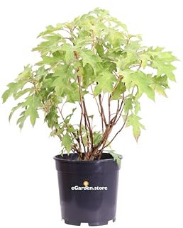 Pianta di Ortensia Quercifolia pianta di Hydrangea Quercifolia pianta da esterno pianta da fiore pianta ornamentale di Ortensia pianta vera di Ortensia Quercifolia venduta da eGarden.store