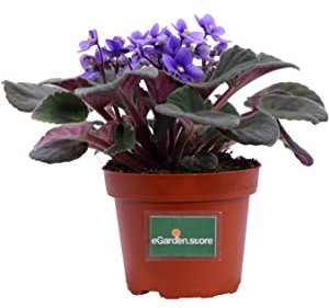 Pianta di Violetta Africana Pianta di Saintpaulia pianta da interno fiorita pianta da fiore pianta ornamentale di Violetta pianta vera venduta da eGarden.store (Lilla)