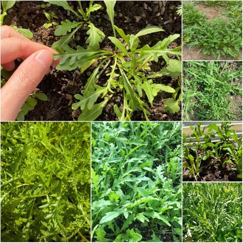 rucola winterhart - gartenpflanzen pflanzendeko gemüsesamen balkongarten gartenkräuter rucola bio gemüsepflanzen winterharte für 180samen