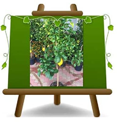 EURO PLANTS VIVAI Zitrus-Zitrone – Femminello Carrubaro Obstbäume Höhe: 180 cm Vase: Durchmesser 35 cm